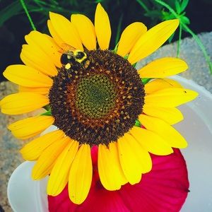 Meet your Posher, Jillian